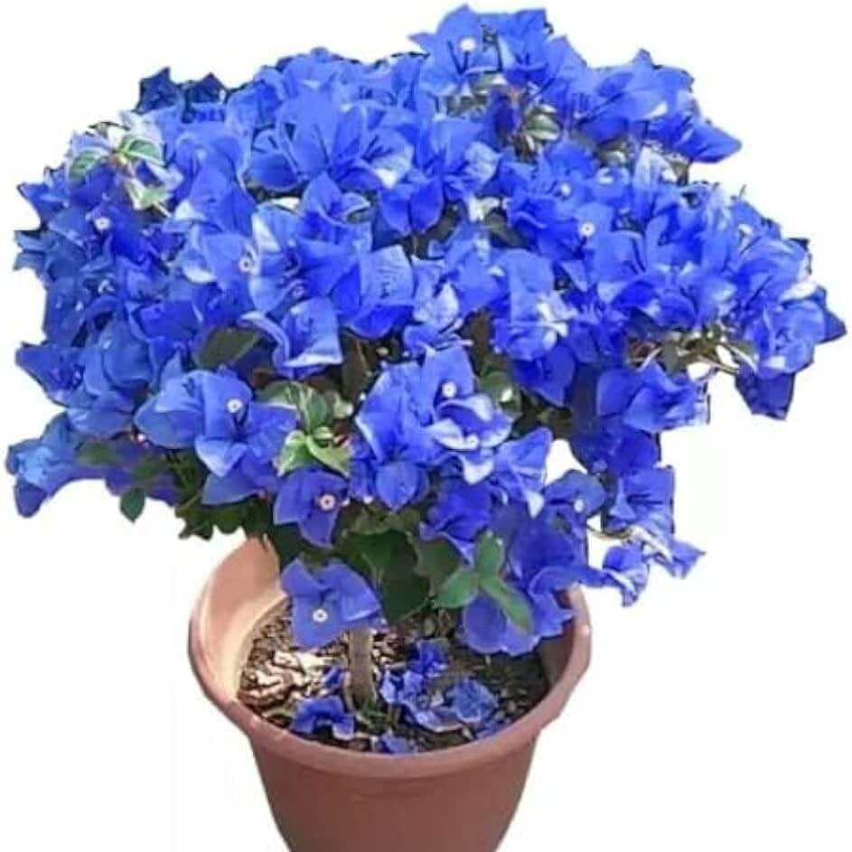 Blue Bougainvillea Seeds