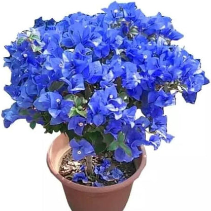 Blue Bougainvillea Seeds