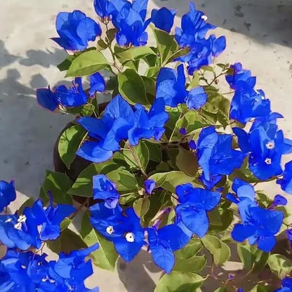 Blue Bougainvillea Seeds