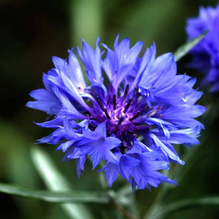 Blue Boy Bachelor Button Seeds - Heirloom Flower Plant for Home Gardens