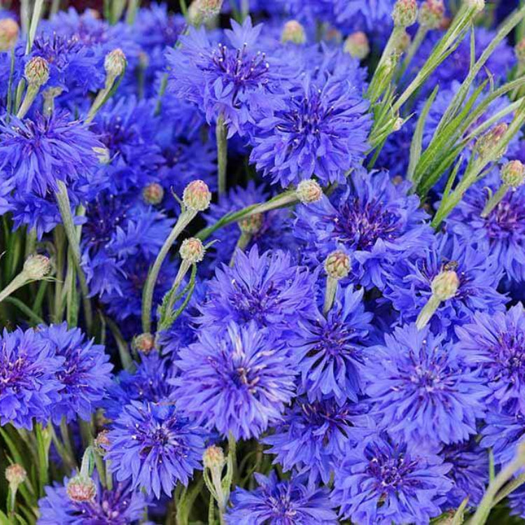 Blue Boy Bachelor Button Seeds - Heirloom Flower Plant for Home Gardens