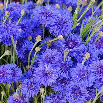 Blue Boy Bachelor Button Seeds - Heirloom Flower Plant for Home Gardens