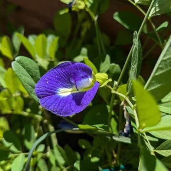Blue Butterfly Pea Seeds