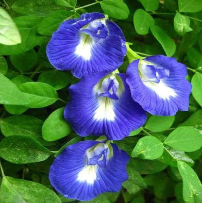 Blue Butterfly Pea Seeds
