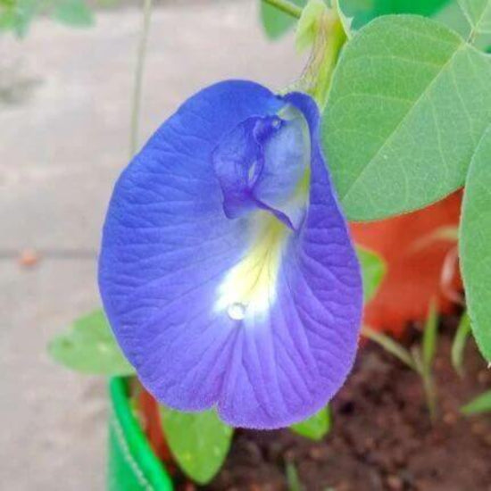 Blue Butterfly Pea Seeds
