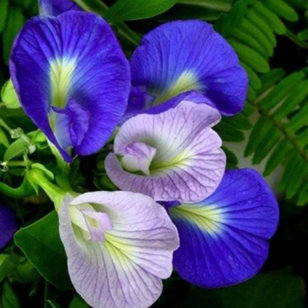 Blue Butterfly Pea Seeds