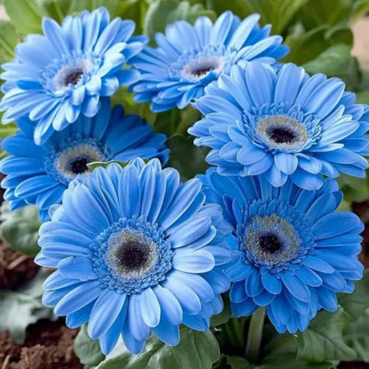 Blue Calendula Seeds - Flower Plant for Home Gardens