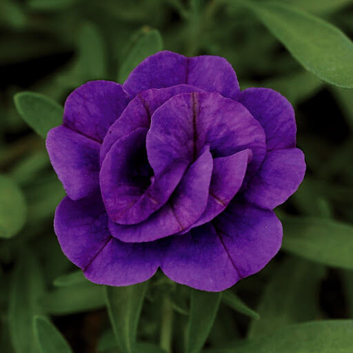 Blue Calibrachoa Seeds