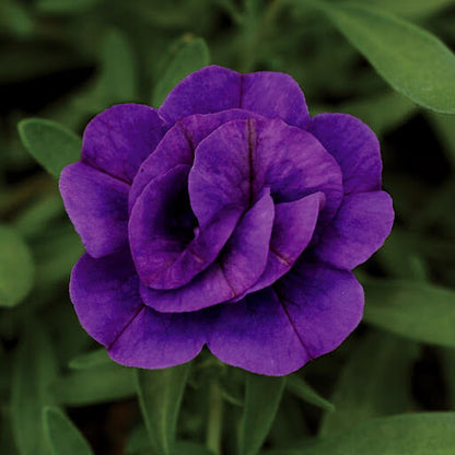 Blue Calibrachoa Seeds