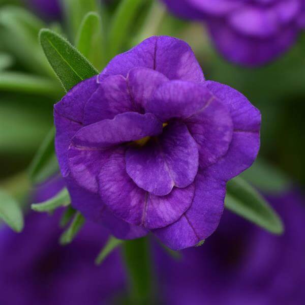 Blue Calibrachoa Seeds