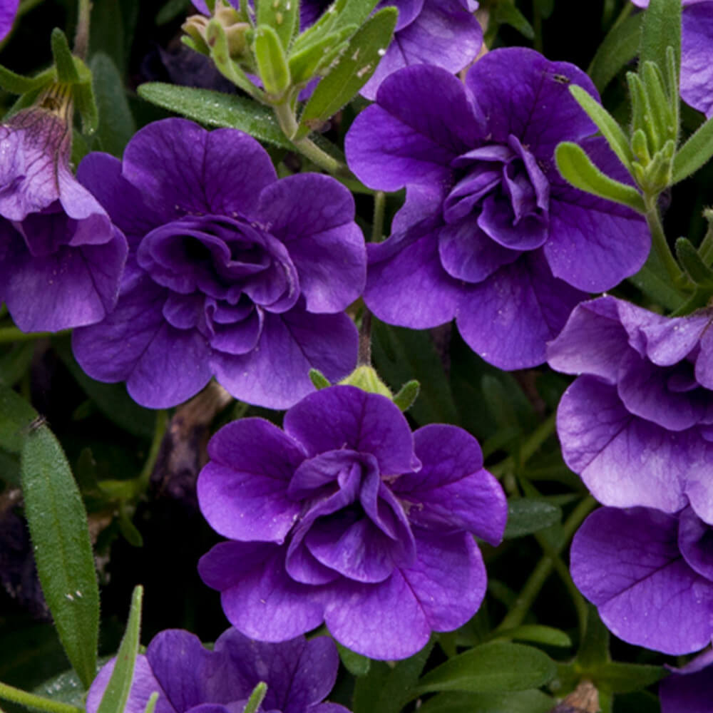 Blue Calibrachoa Seeds