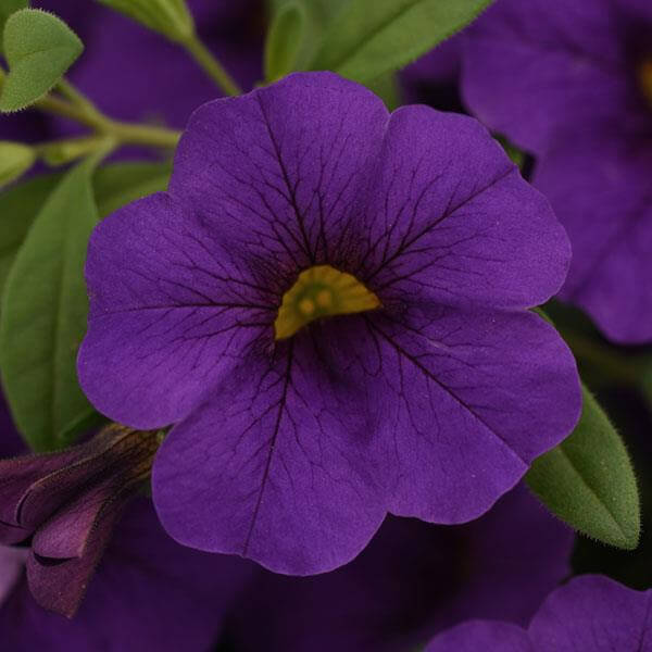 Blue Calibrachoa Seeds