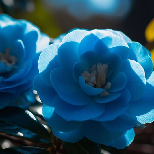 Blue Camellia Seeds