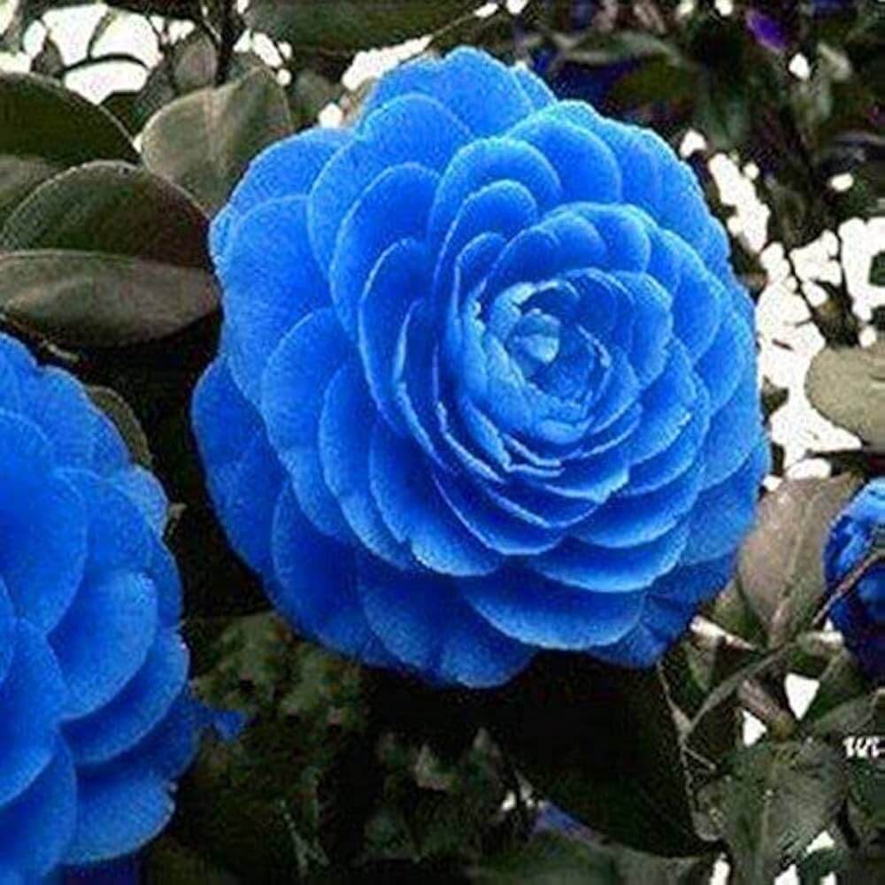 Blue Camellia Seeds