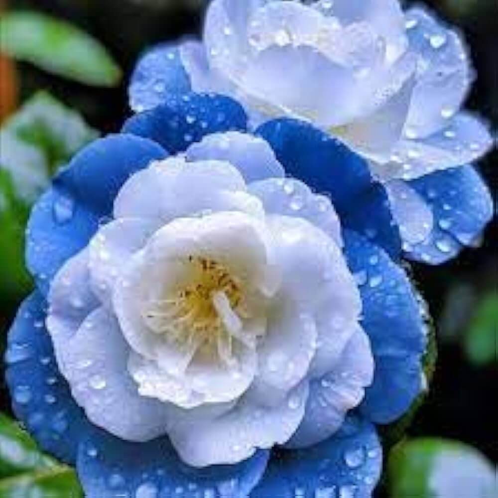 Blue Camellia Seeds