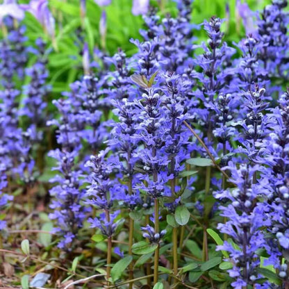 Blue Carpet Ajuga seeds