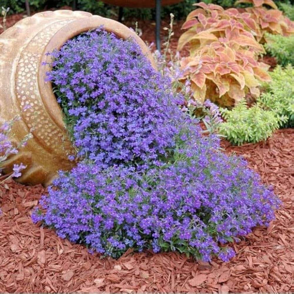 Blue Carpet Plant Seeds