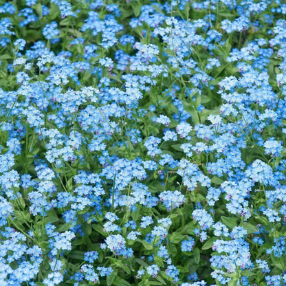 Blue Carpet Plant Seeds