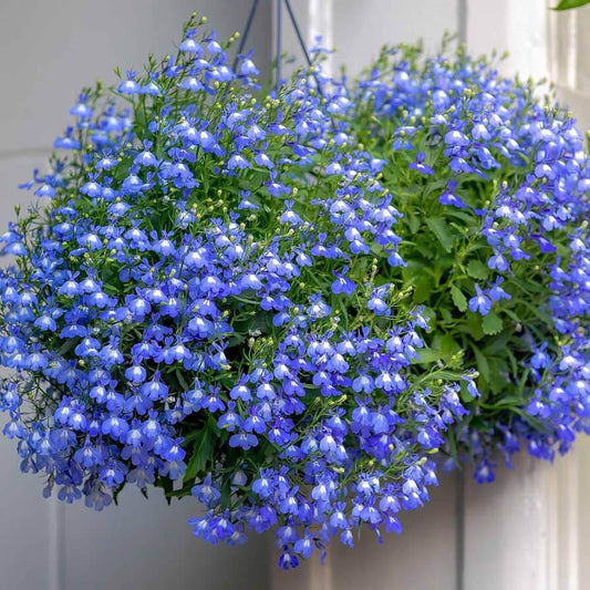 Blue Carpet Plant Seeds