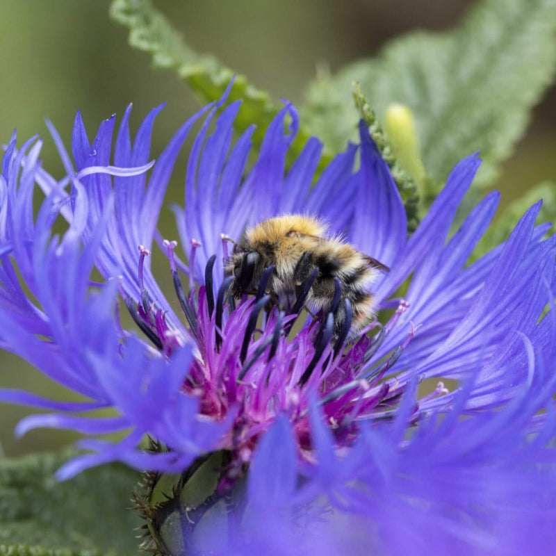 Blue Centaurea Montana Seeds