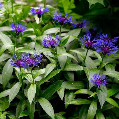 Blue Centaurea Montana Seeds
