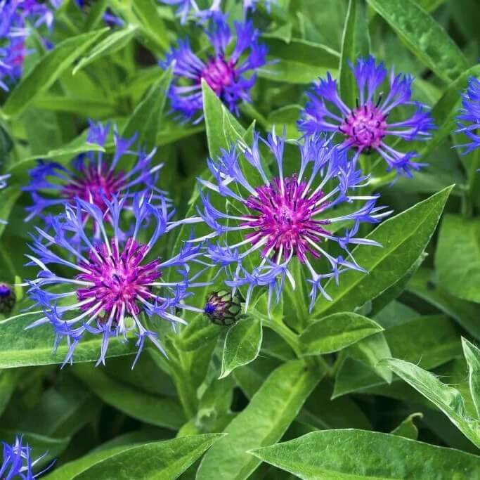 Blue Centaurea Montana Seeds