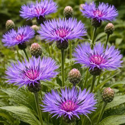 Blue Centaurea Montana Seeds