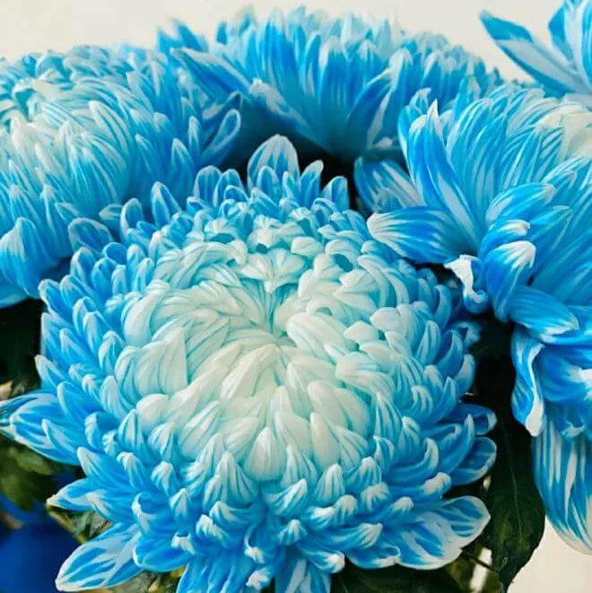 Blue Chrysanthemum Seeds