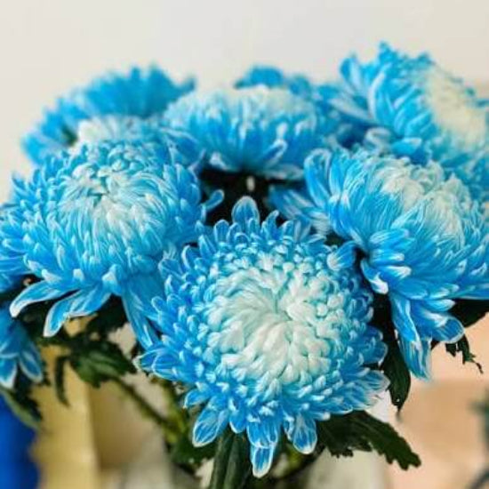 Blue Chrysanthemum Seeds