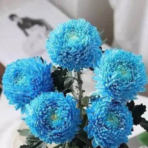 Blue Chrysanthemum Seeds