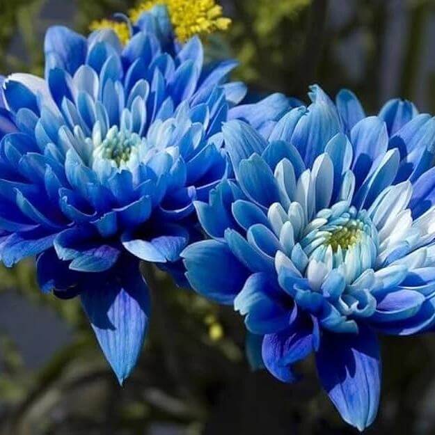 Blue Chrysanthemum Seeds