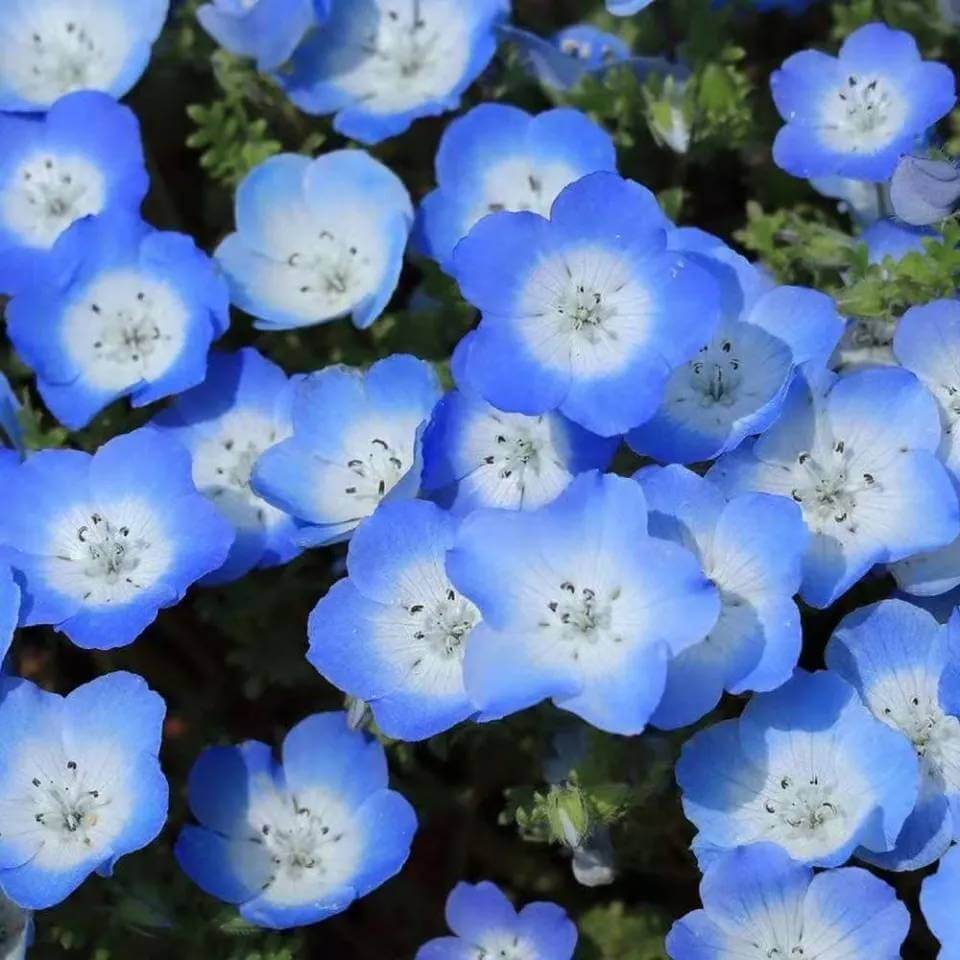 Blue Clover Seeds 