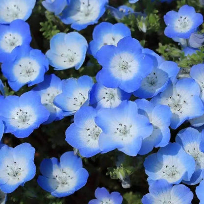 Blue Clover Seeds 