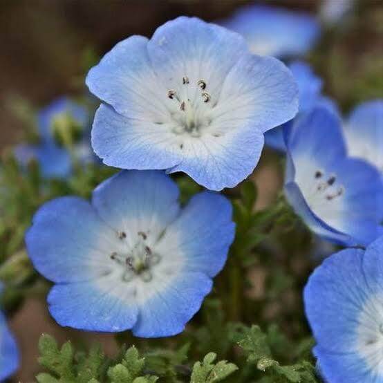 Blue Clover Seeds 