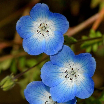 Blue Clover Seeds 