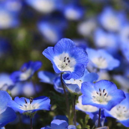 Blue Clover Seeds 