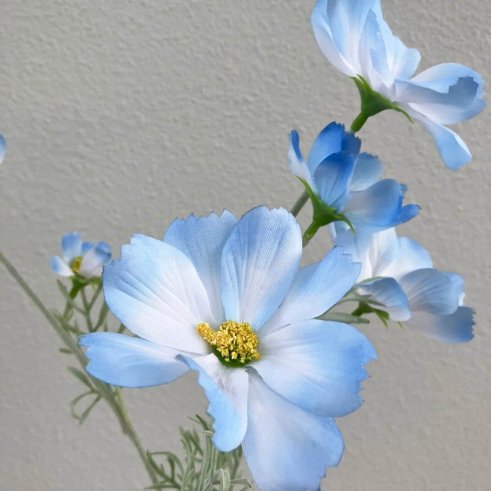 Blue Cosmos Seeds