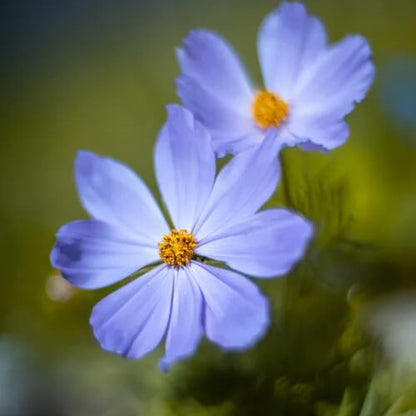Blue Cosmos Seeds