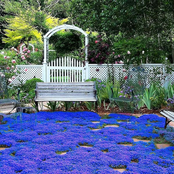 Blue Creeping Thyme Seeds