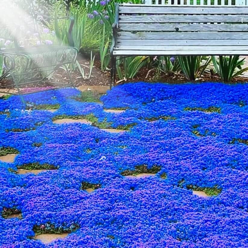Blue Creeping Thyme Seeds