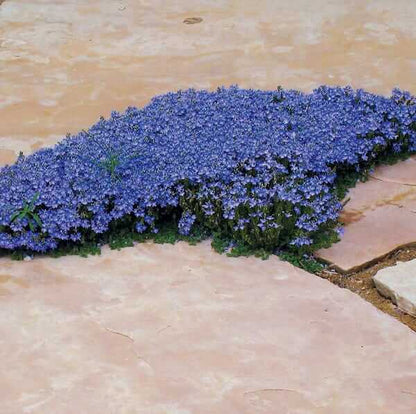 Blue Creeping Thyme Seeds