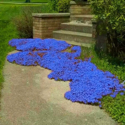 Blue Creeping Thyme Seeds