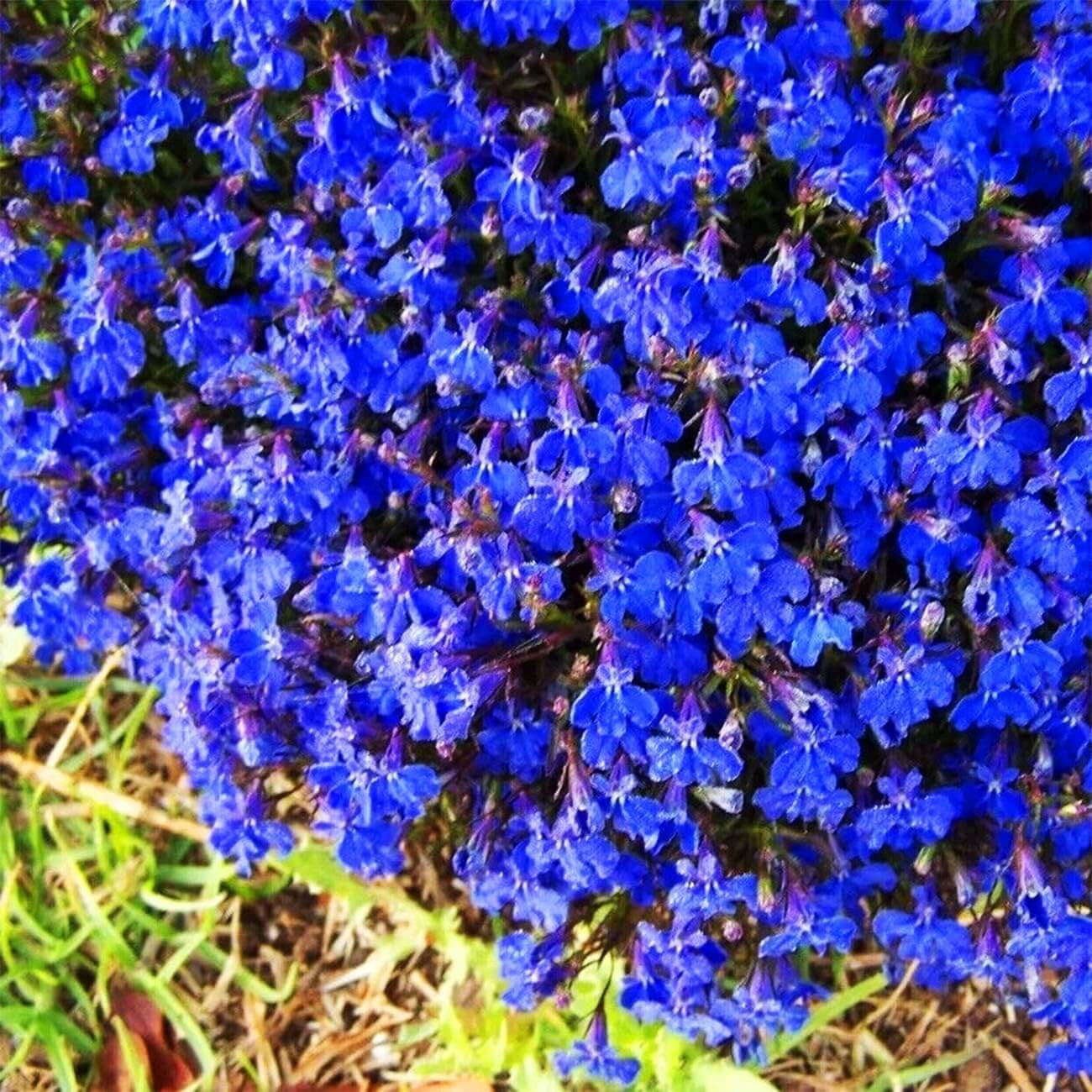 Blue Creeping Thyme Seeds - Flower Plant
