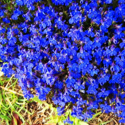 Blue Creeping Thyme Seeds - Flower Plant