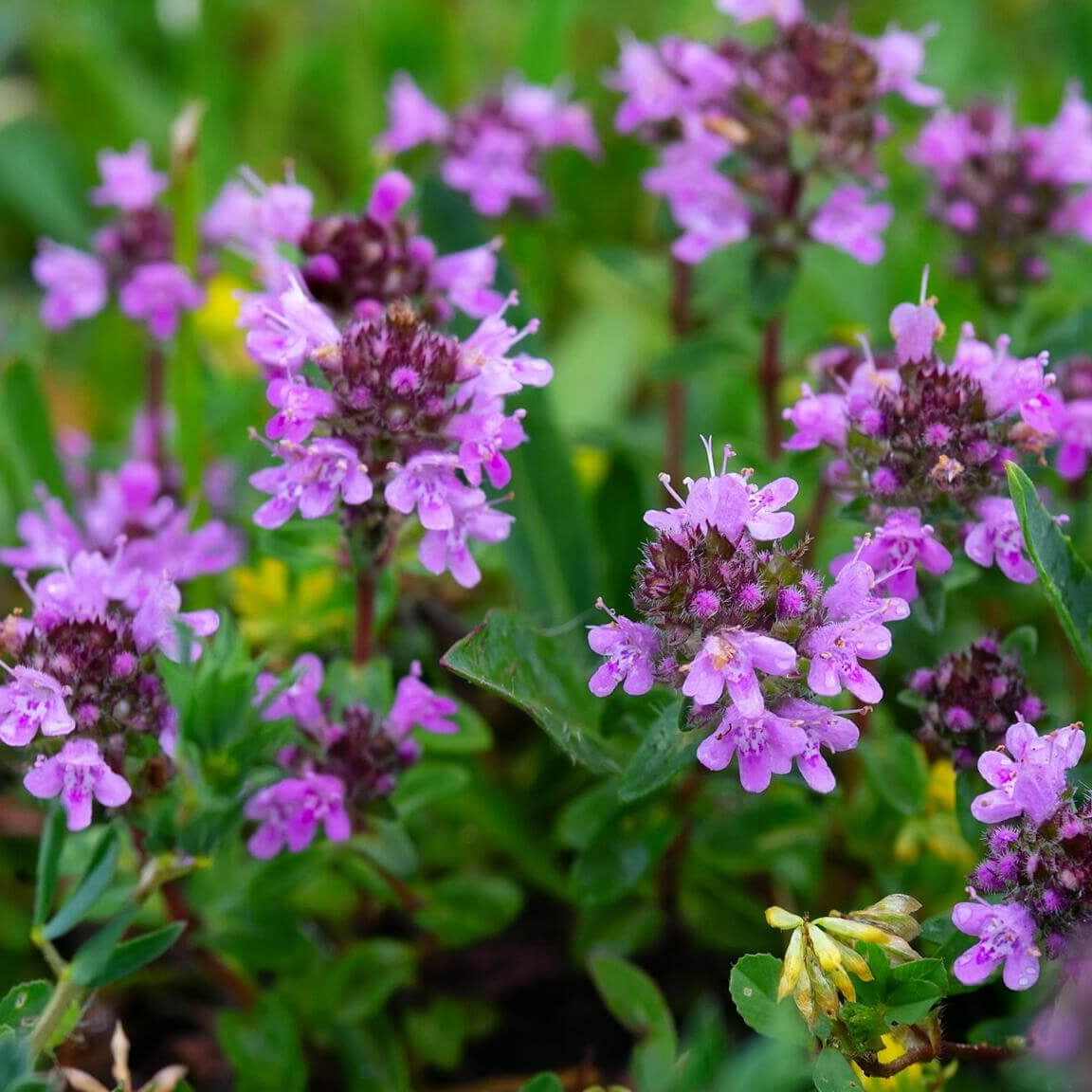 Blue_Creeping_Thyme_Seeds_-_Flower_Plant