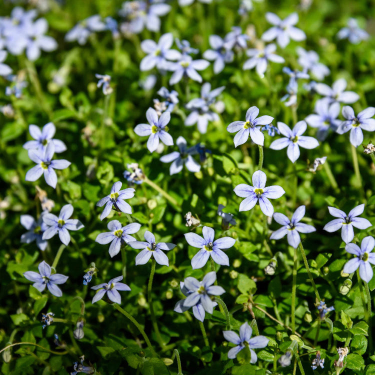 Blue_Creeping_Thyme_Seeds_-_Flower_Plant