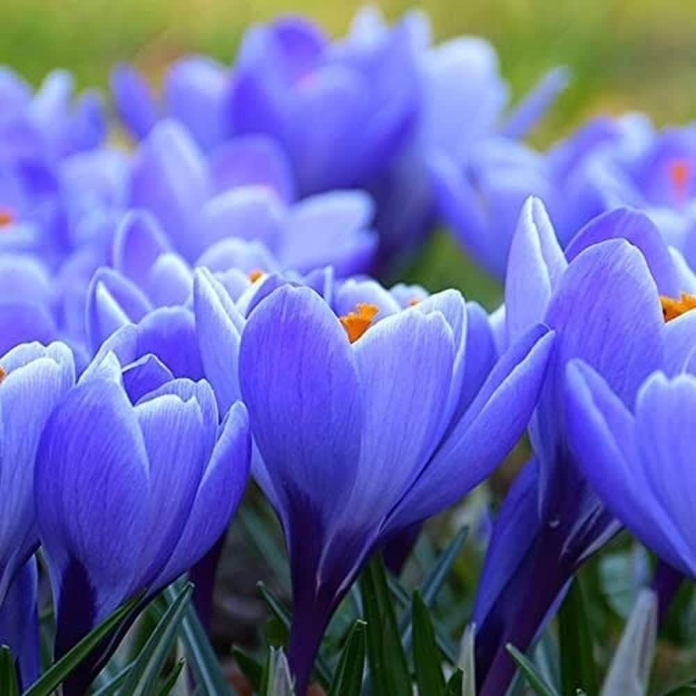 Blue Crocus Seeds