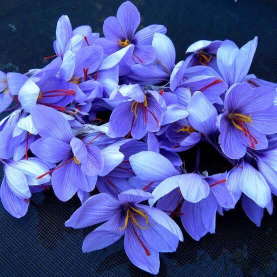 Blue Crocus Seeds