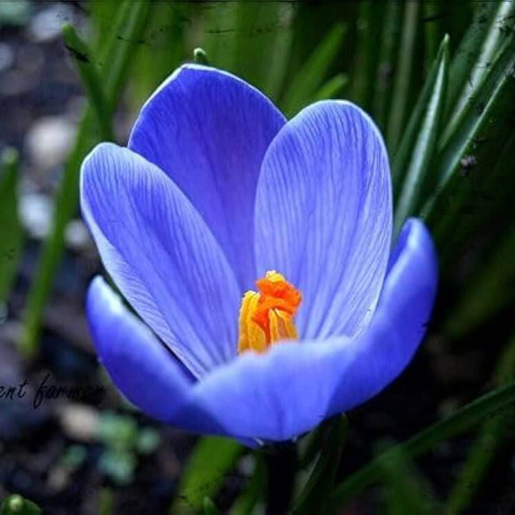 Blue Crocus Seeds