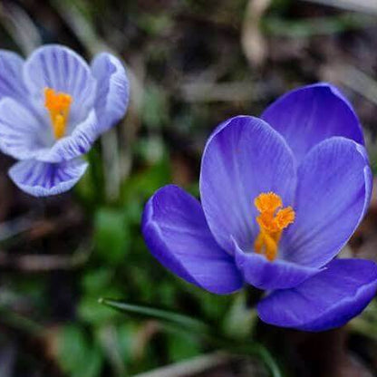 Blue Crocus Seeds